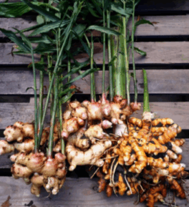 Laellium Ginger (Zingiber officinale) Root